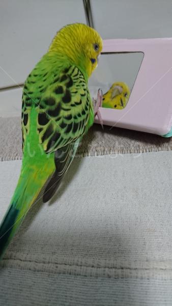 迷い鳥の写真