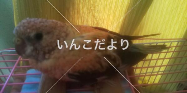 迷い鳥の写真