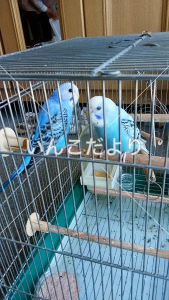 迷い鳥の写真