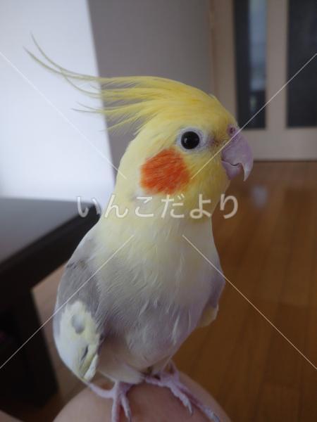 迷い鳥の写真