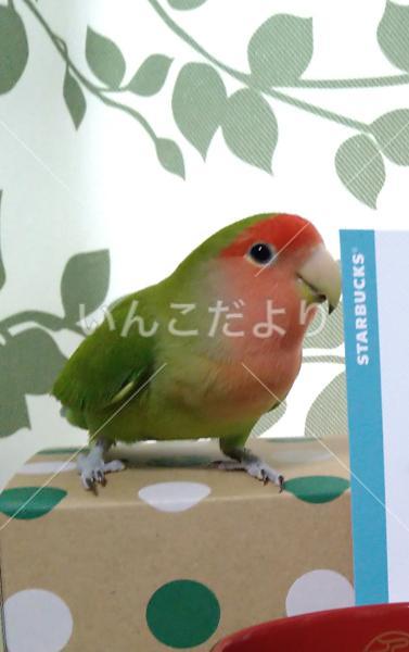 迷い鳥の写真