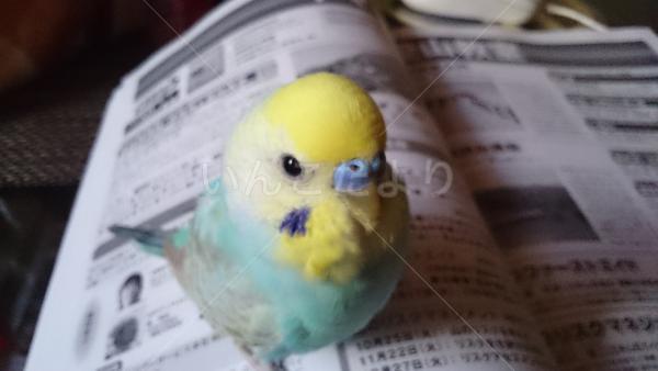 迷い鳥の写真