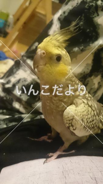 迷い鳥の写真
