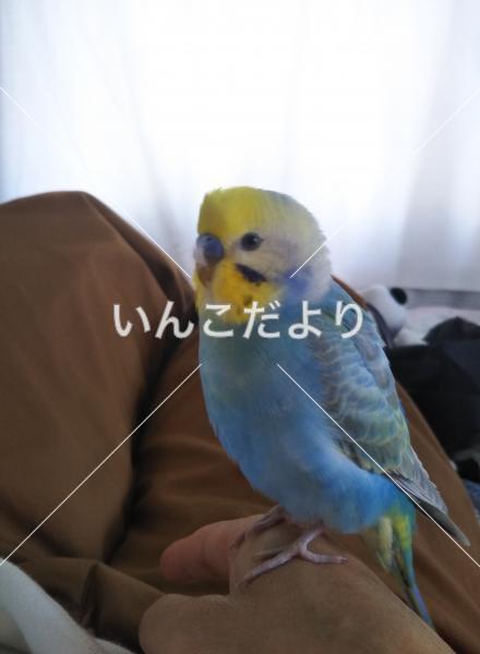 迷い鳥の写真