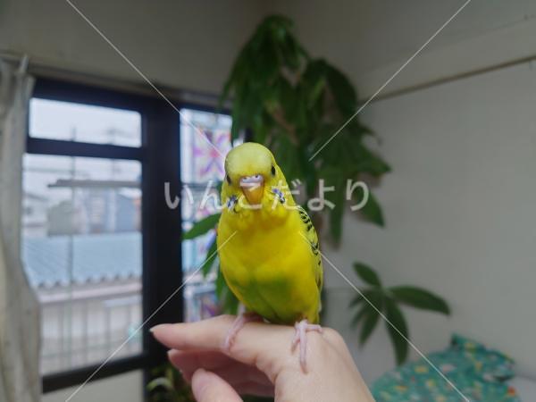 迷い鳥の写真
