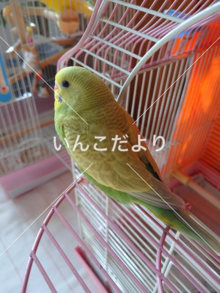 迷い鳥の写真