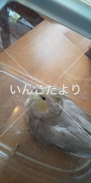 保護鳥の写真