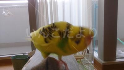 迷い鳥の写真