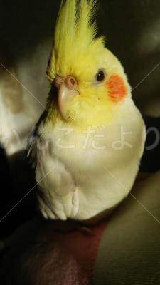 迷い鳥の写真