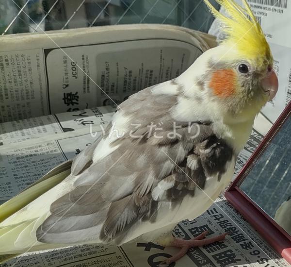 迷い鳥の写真
