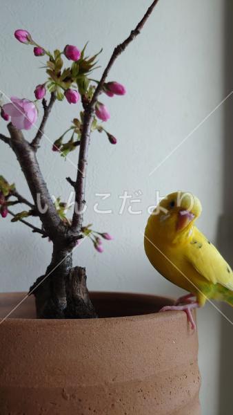 迷い鳥の写真