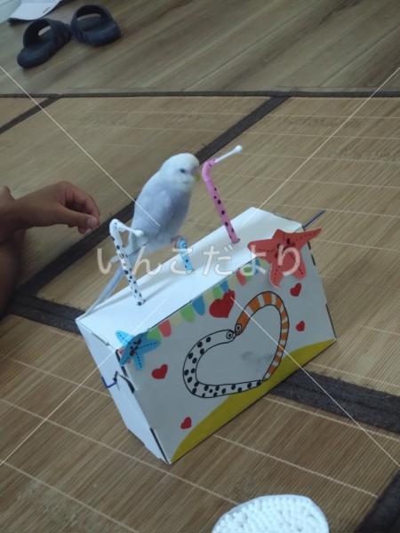 迷い鳥の写真