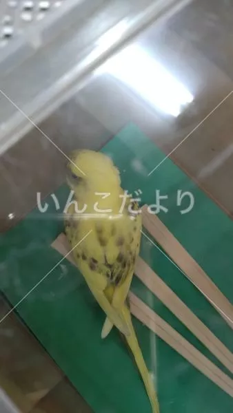 保護鳥の写真