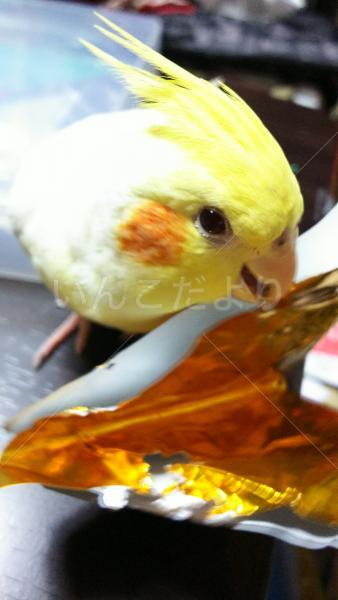 迷い鳥の写真