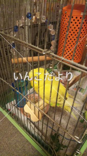 保護鳥の写真
