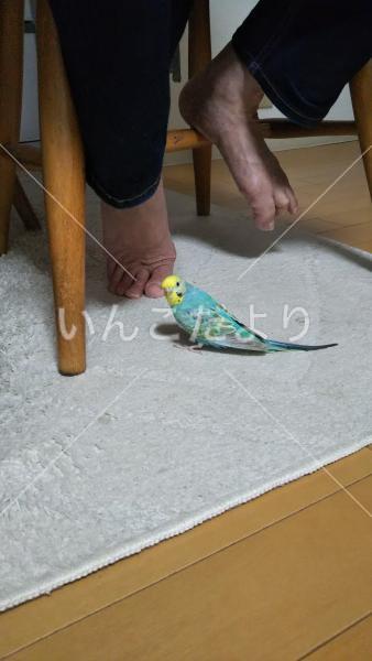 迷い鳥の写真