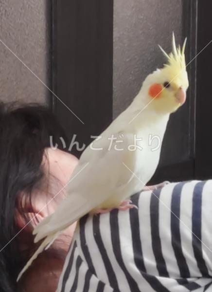 迷い鳥の写真