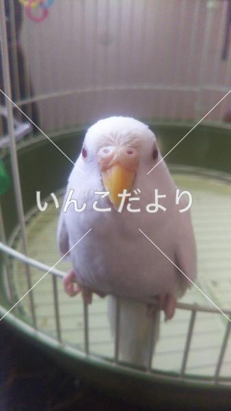 迷い鳥の写真