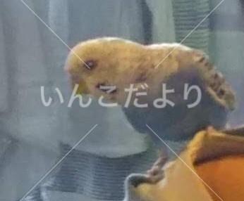 迷い鳥の写真