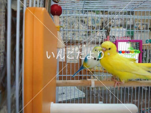 迷い鳥の写真