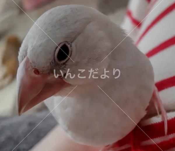 迷い鳥の写真
