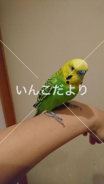 保護鳥の写真