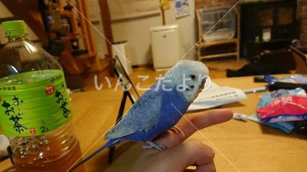迷い鳥の写真