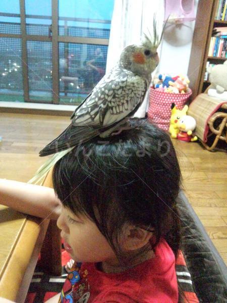 迷い鳥の写真