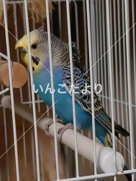 保護鳥の写真