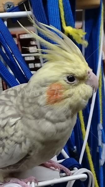 保護鳥の写真