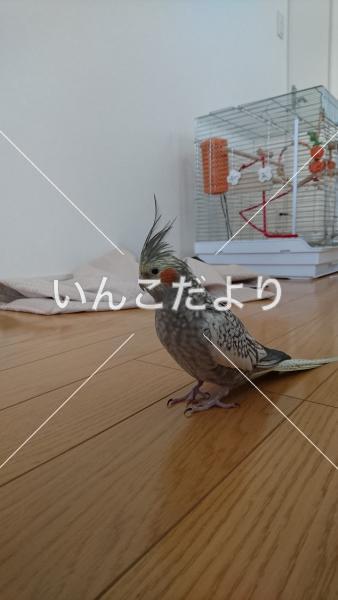 迷い鳥の写真