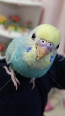迷い鳥の写真
