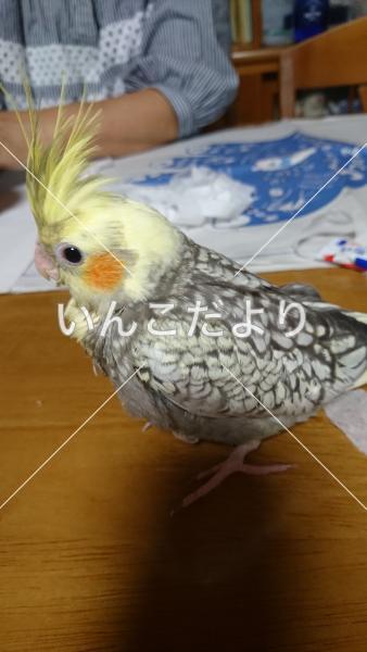 迷い鳥の写真