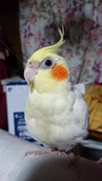 迷い鳥の写真