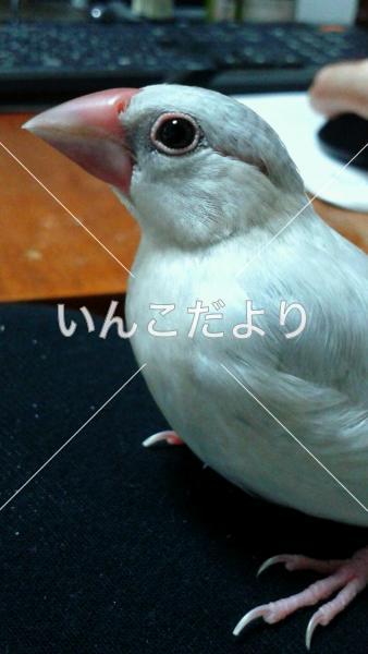 迷い鳥の写真