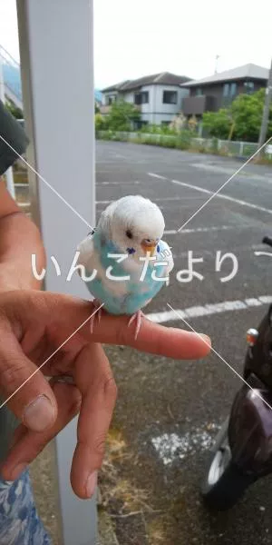 保護鳥の写真