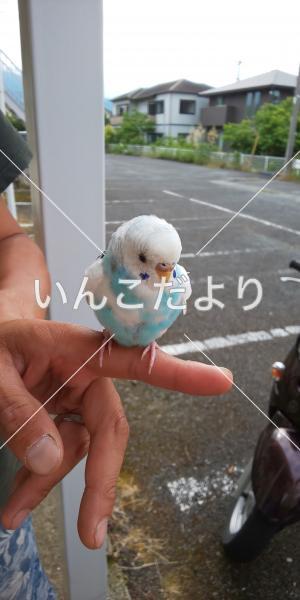 保護鳥の写真