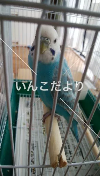 保護鳥の写真