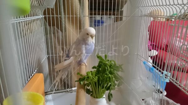 迷い鳥の写真