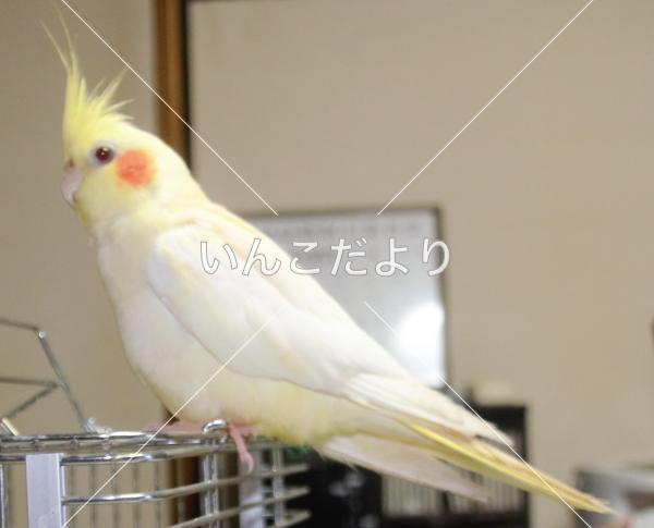 迷い鳥の写真