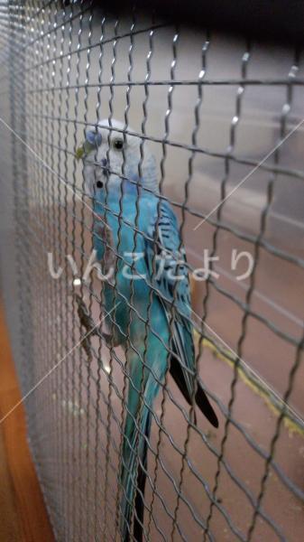 保護鳥の写真