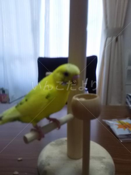 迷い鳥の写真