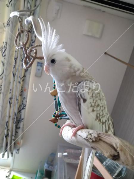 迷い鳥の写真