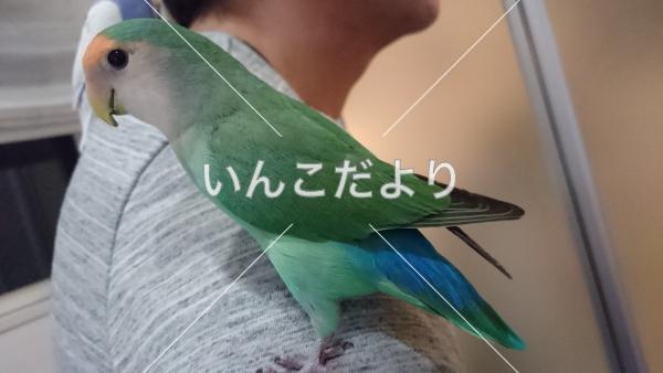 保護鳥の写真