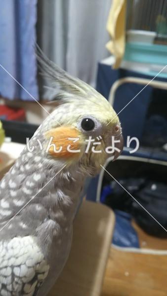 迷い鳥の写真