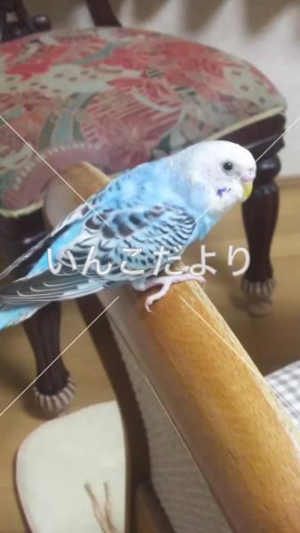 迷い鳥の写真