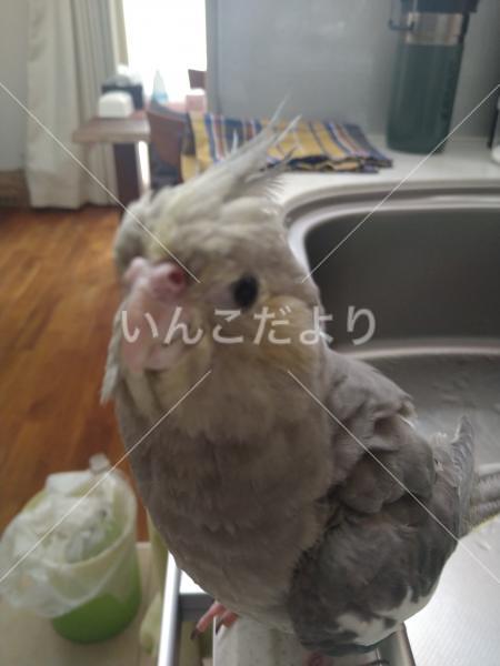 迷い鳥の写真