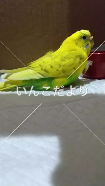 保護鳥の写真