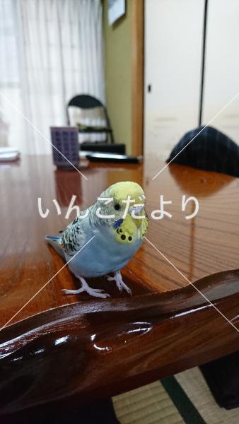 迷い鳥の写真