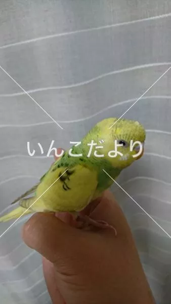保護鳥の写真
